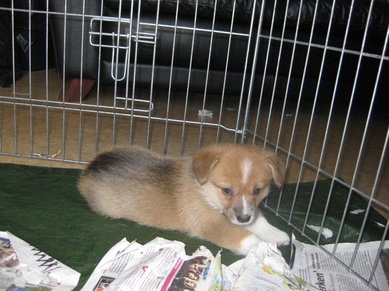 Puppies